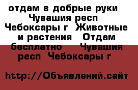 отдам в добрые руки - Чувашия респ., Чебоксары г. Животные и растения » Отдам бесплатно   . Чувашия респ.,Чебоксары г.